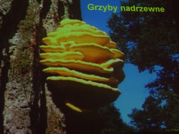 „Bezpieczne grzybobranie” - ciekawy wykład w Muzeum Ziemi Wieluńskiej